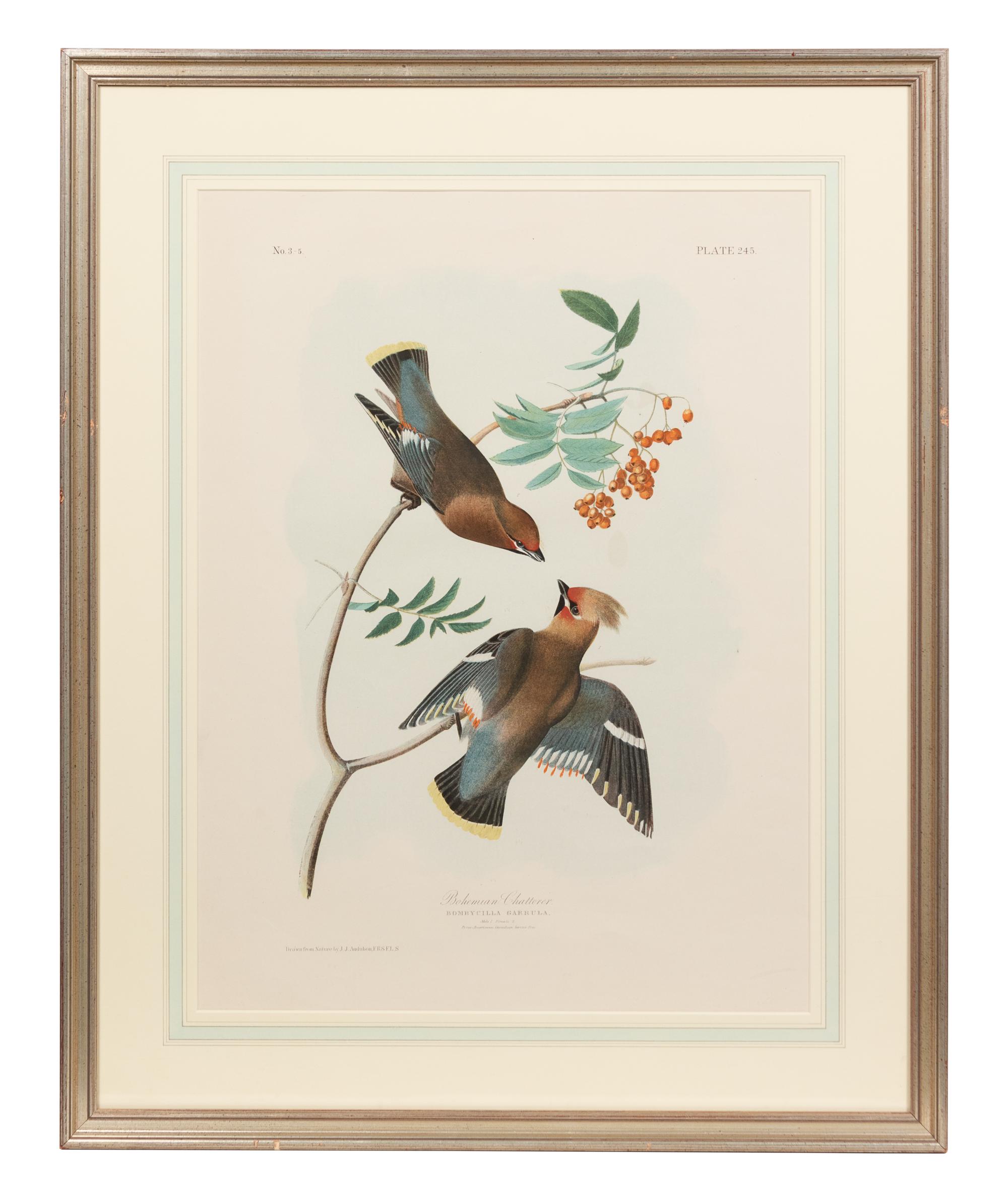 After John James Audubon (American, 1785-1851)