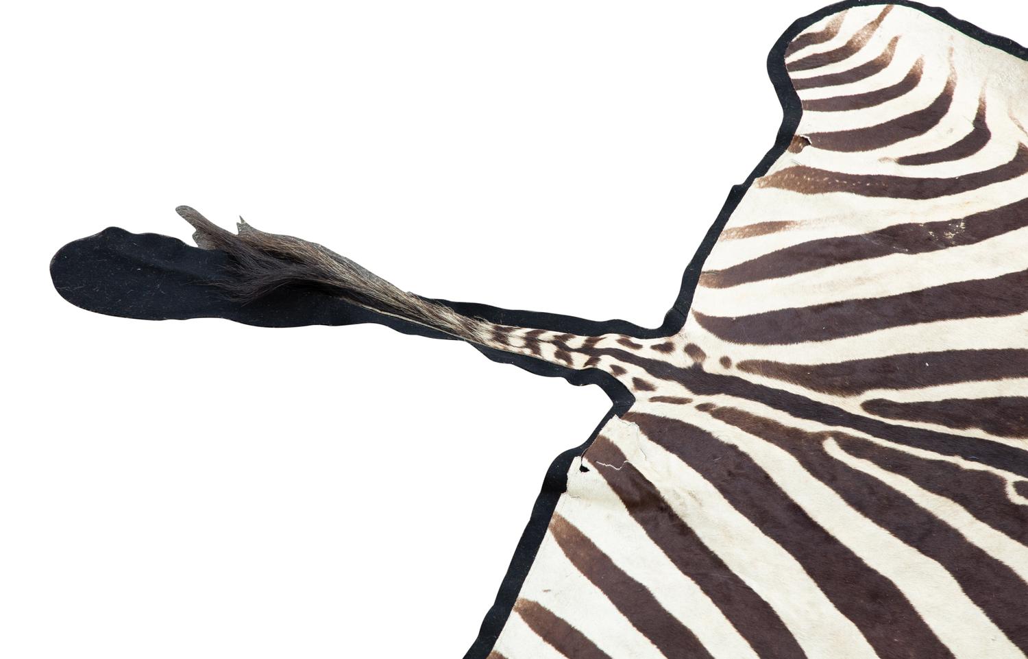A Taxidermy Zebra Rug