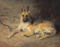 An Alsatian (Portrait of a German Shepherd), 1925