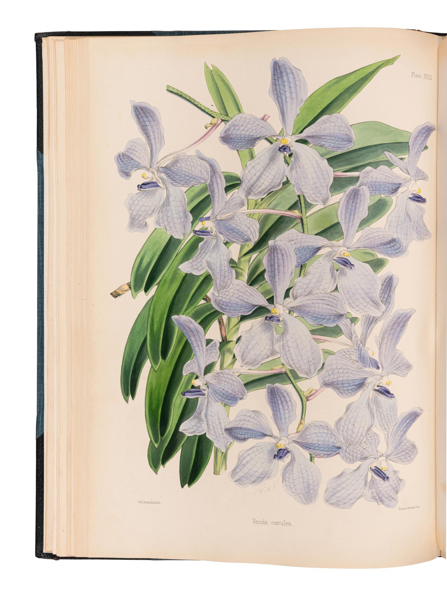 WARNER, Robert (fl. 1862-1894) and Benjamin Samuel WILLIAMS (1822-1890). Select Orchidaceous Plants . [First series]. London: Lovell Reeve & Co., 1862.
