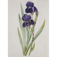 Pierre-Joseph Redouté (French, 1759–1840) Iris Germanica (From "Les Liliacées")