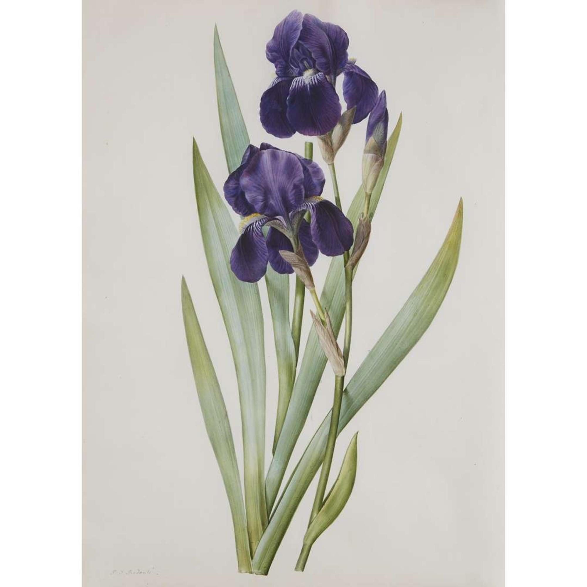 Pierre-Joseph Redouté (French, 1759–1840) Iris Germanica (From "Les Liliacées")