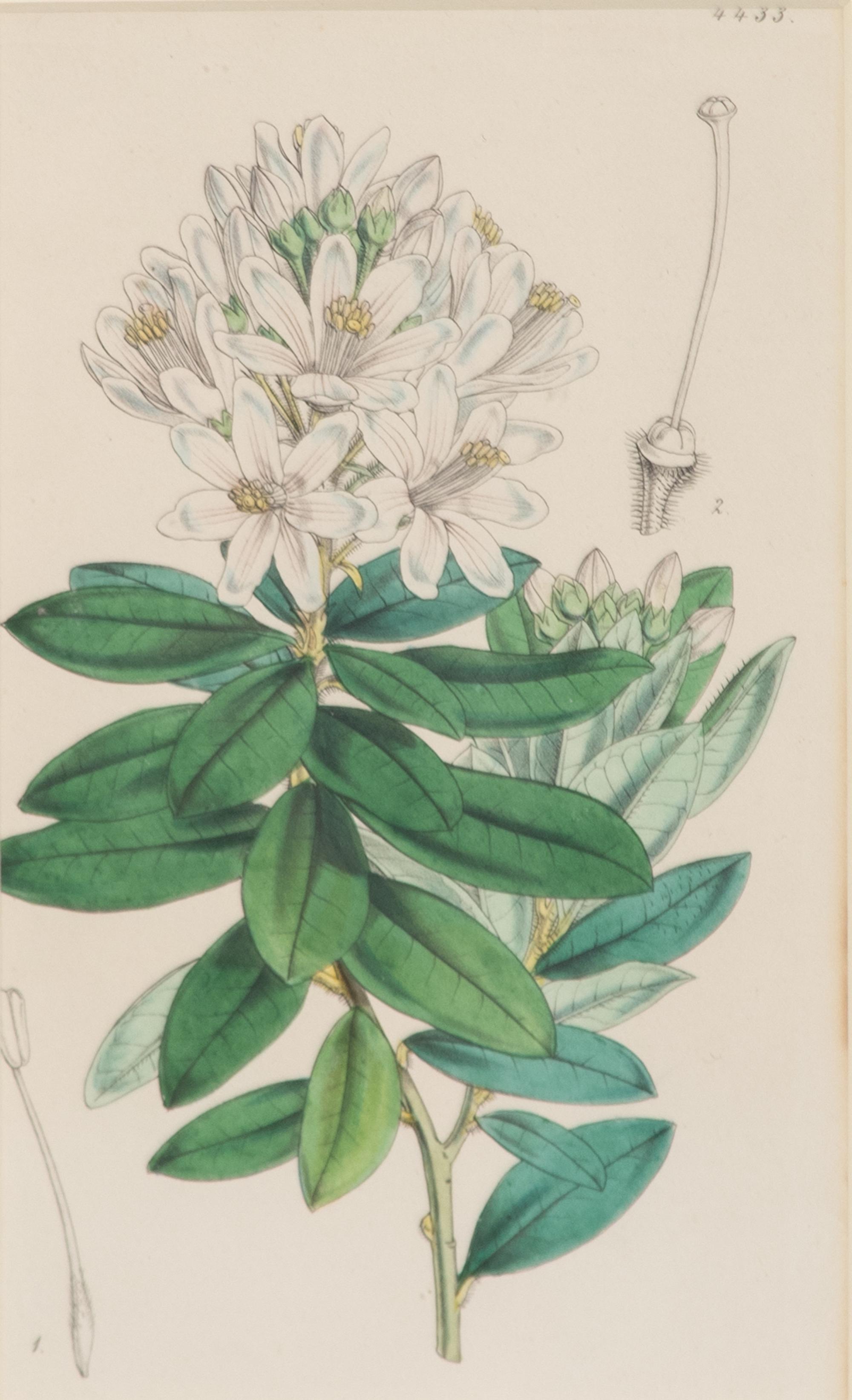 A Set of Eleven Botanical Prints Framed 16 1/2 x 13 1/2 inches. — 20TH CENTURY