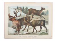 Eight Hand Colored Animal Prints Height 7 1/2 x width 10 3/4 inches (largest) — LATE 19TH/EARLY 20TH CENTURY