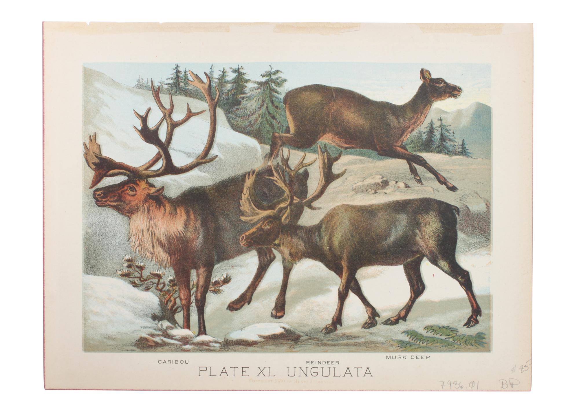 Eight Hand Colored Animal Prints Height 7 1/2 x width 10 3/4 inches (largest) — LATE 19TH/EARLY 20TH CENTURY