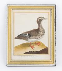 Two Ornithological Hand Colored Etchings Height 9 1/2 x width 7 1/2 inches.