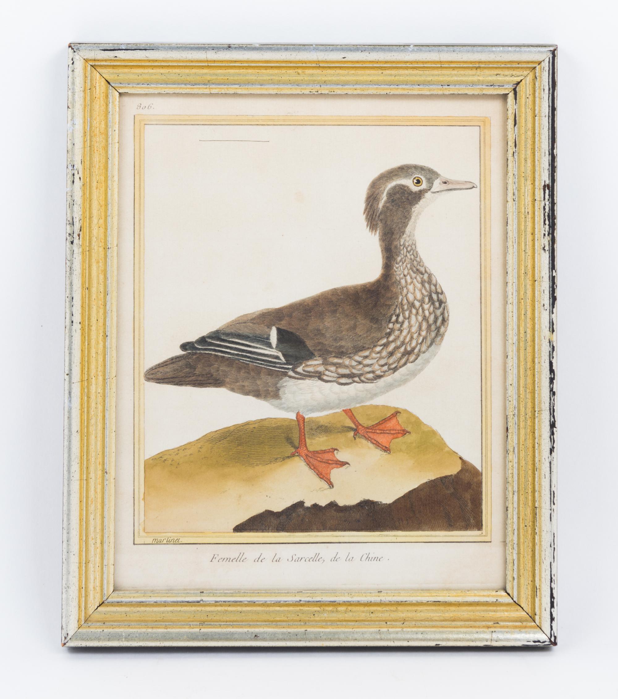 Two Ornithological Hand Colored Etchings Height 9 1/2 x width 7 1/2 inches.