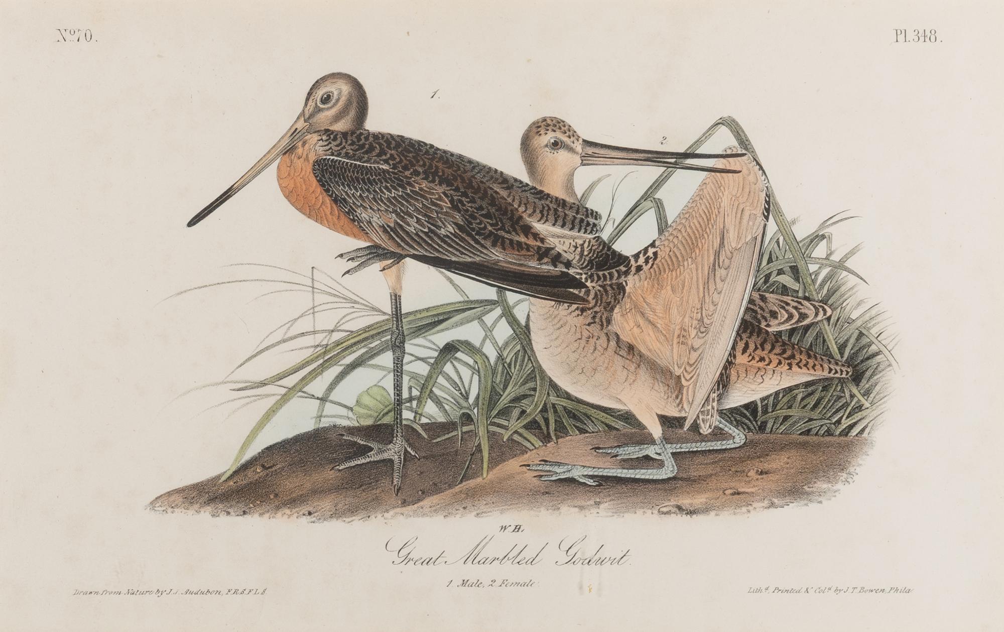 [Natural History] Audubon, John James. Group of 10 prints from the octavo "Birds of America"