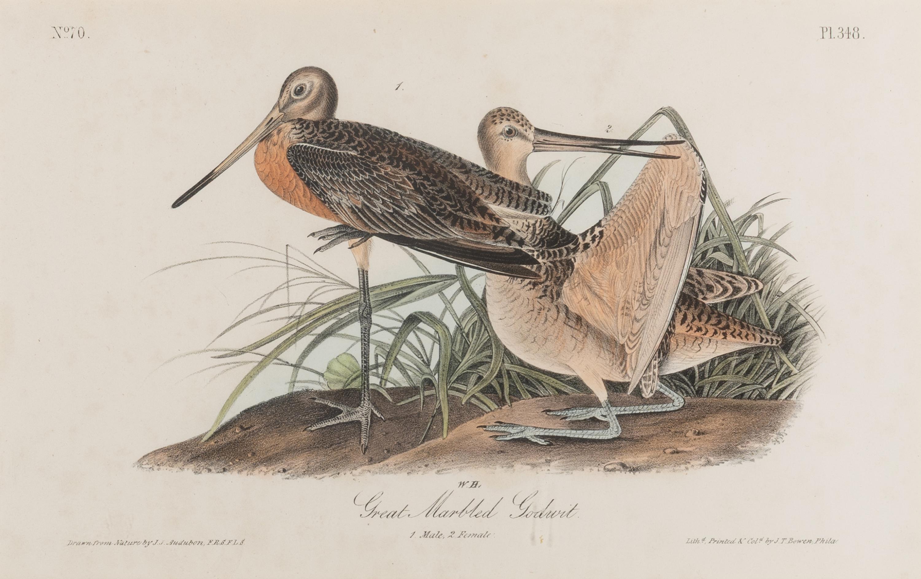 [Natural History] Audubon, John James. Group of 10 prints from the octavo "Birds of America"
