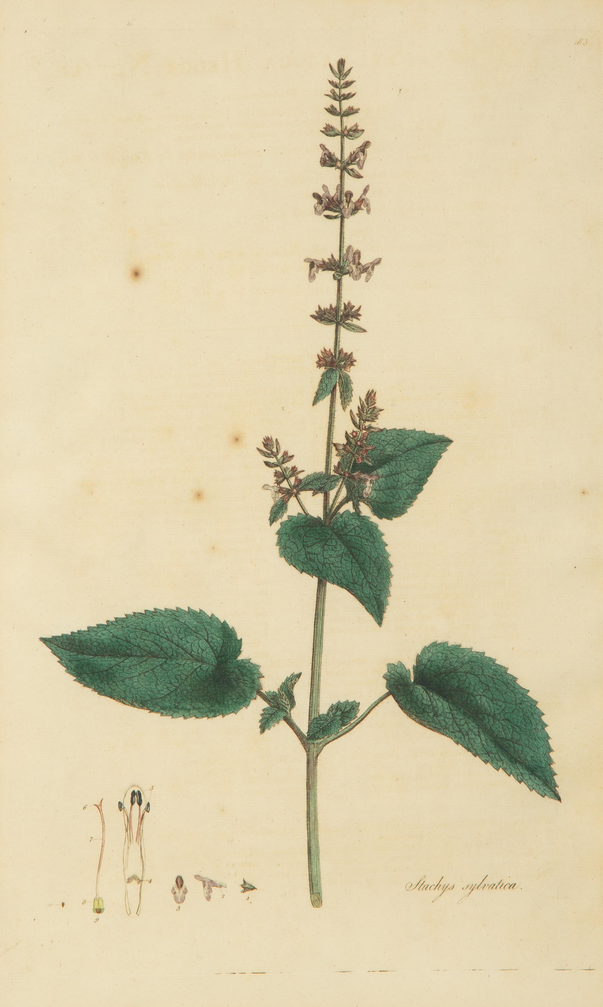 A Set of Eight Gilt Framed Hand Colored Botanical Etchings