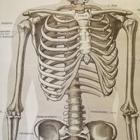 An Anatomy Chart by J.F. Schreiber 5" W x 1.5" D x 64" H — Germany, 19th Century