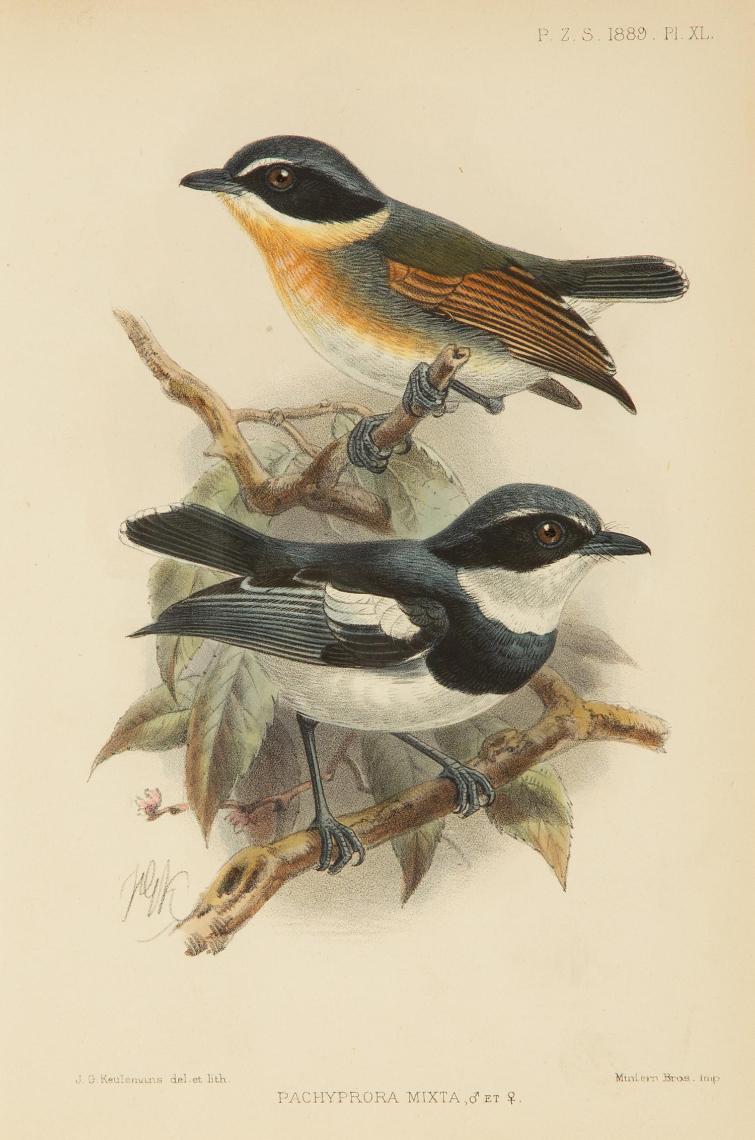 A Group of Nine Ornithological Prints — 19TH/20TH CENTURY