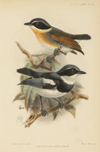 A Group of Nine Ornithological Prints — 19TH/20TH CENTURY