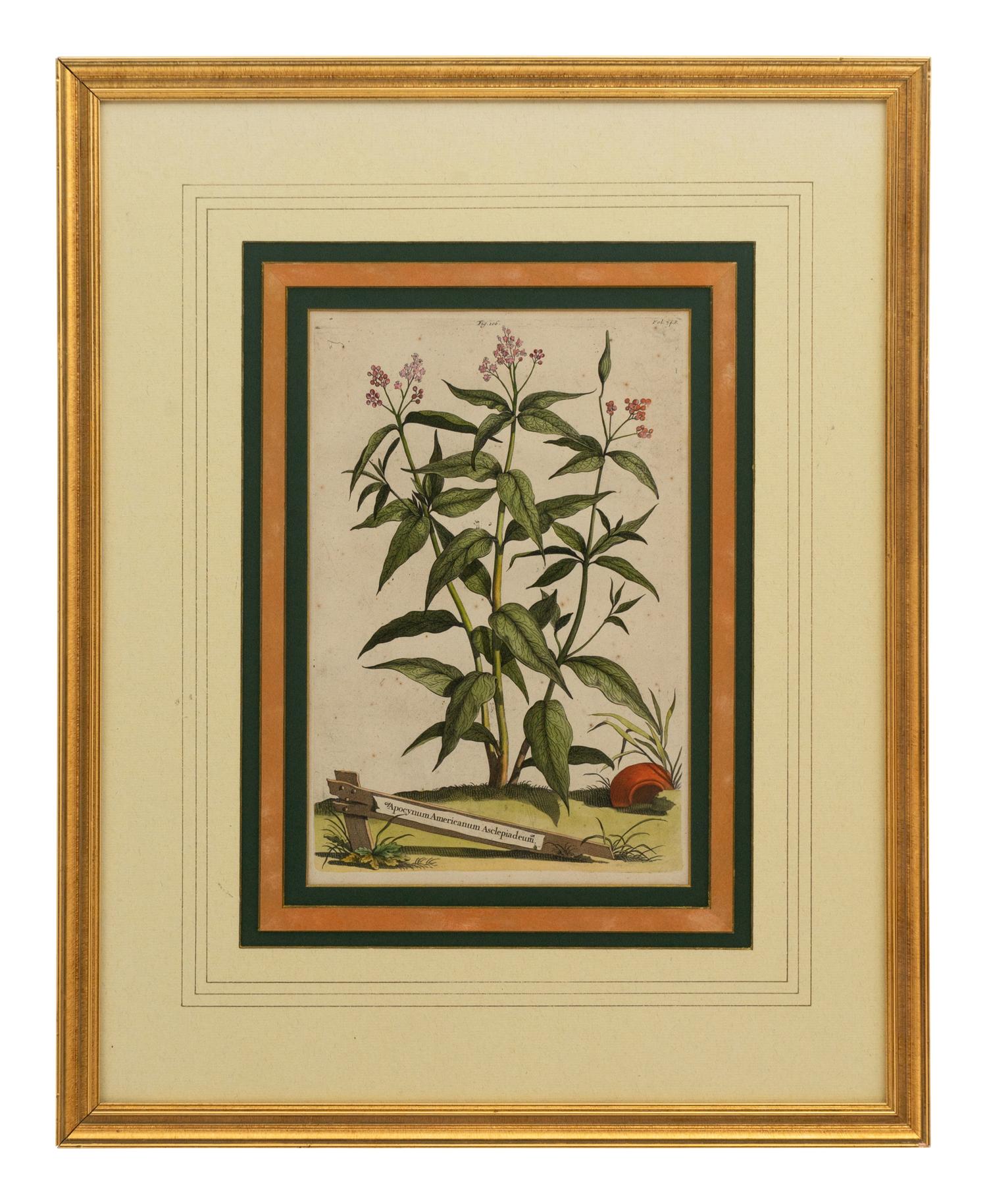 A Collection of Ten Abraham Munting Botanical Engravings from Naauwkeurige Beschryving Der Aardgewassen (1696)