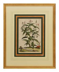 A Collection of Ten Abraham Munting Botanical Engravings from Naauwkeurige Beschryving Der Aardgewassen (1696)