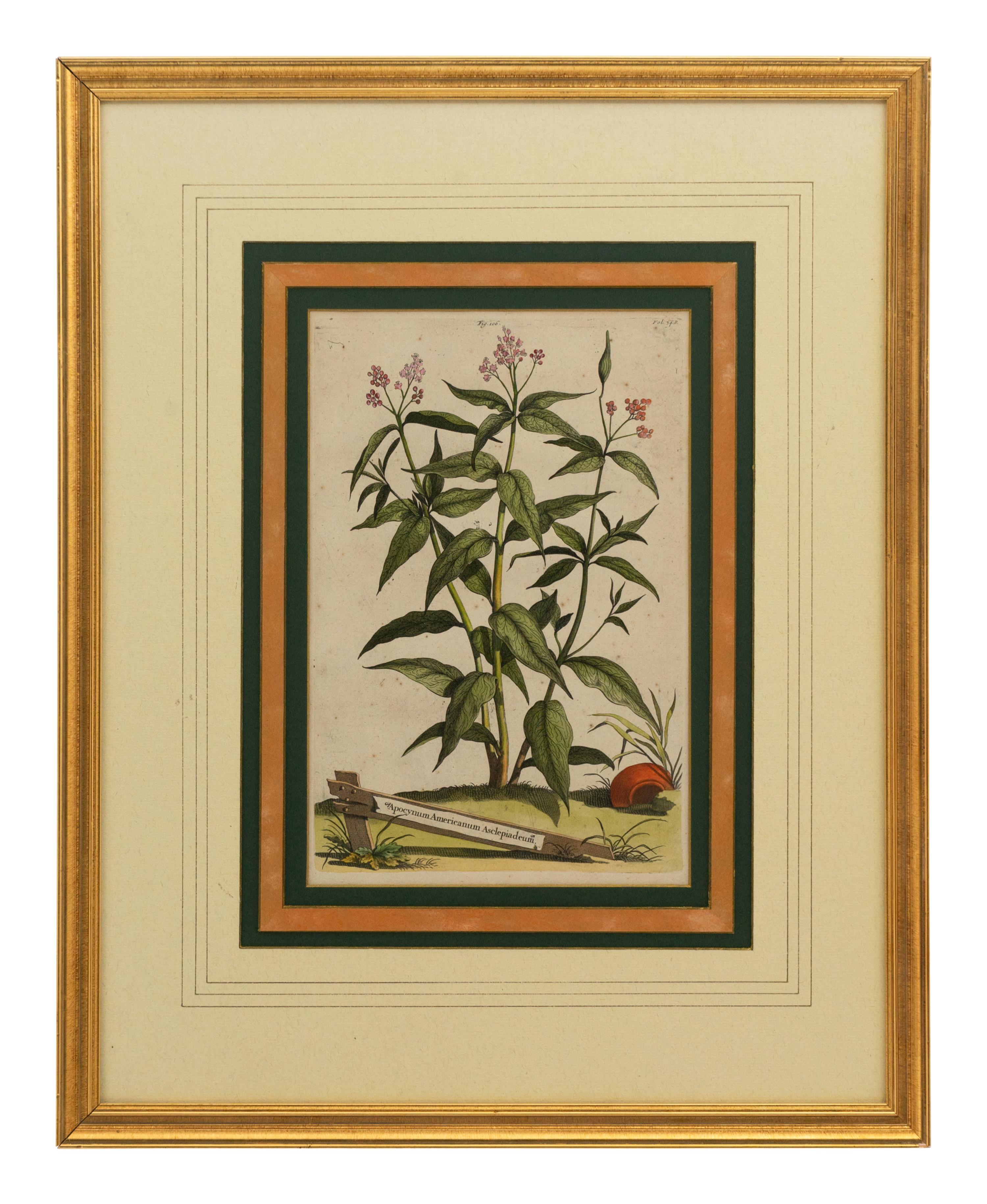 A Collection of Ten Abraham Munting Botanical Engravings from Naauwkeurige Beschryving Der Aardgewassen (1696)