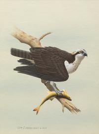 Group of Nine Works, American Bird Series, 1988