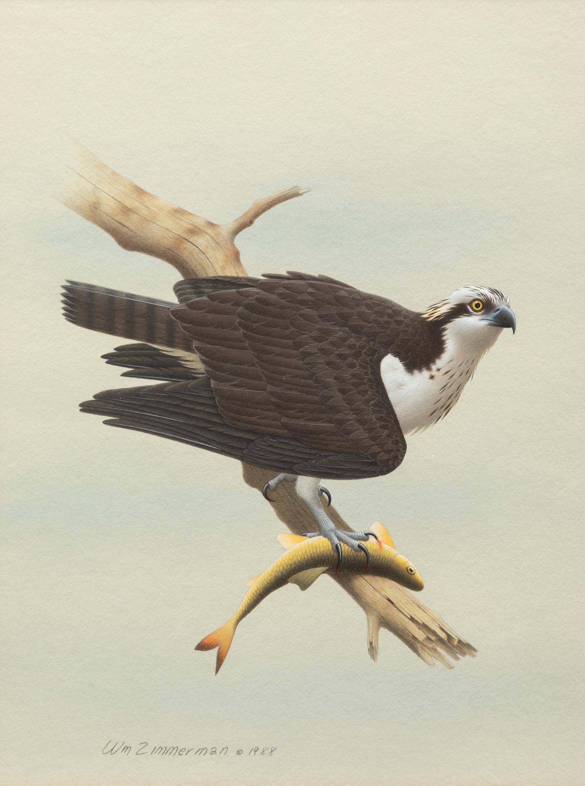Group of Nine Works, American Bird Series, 1988