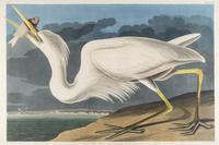 AUDUBON, John James (1785-1851) Great White Heron (Plate CCLXXI) Ardea herodius