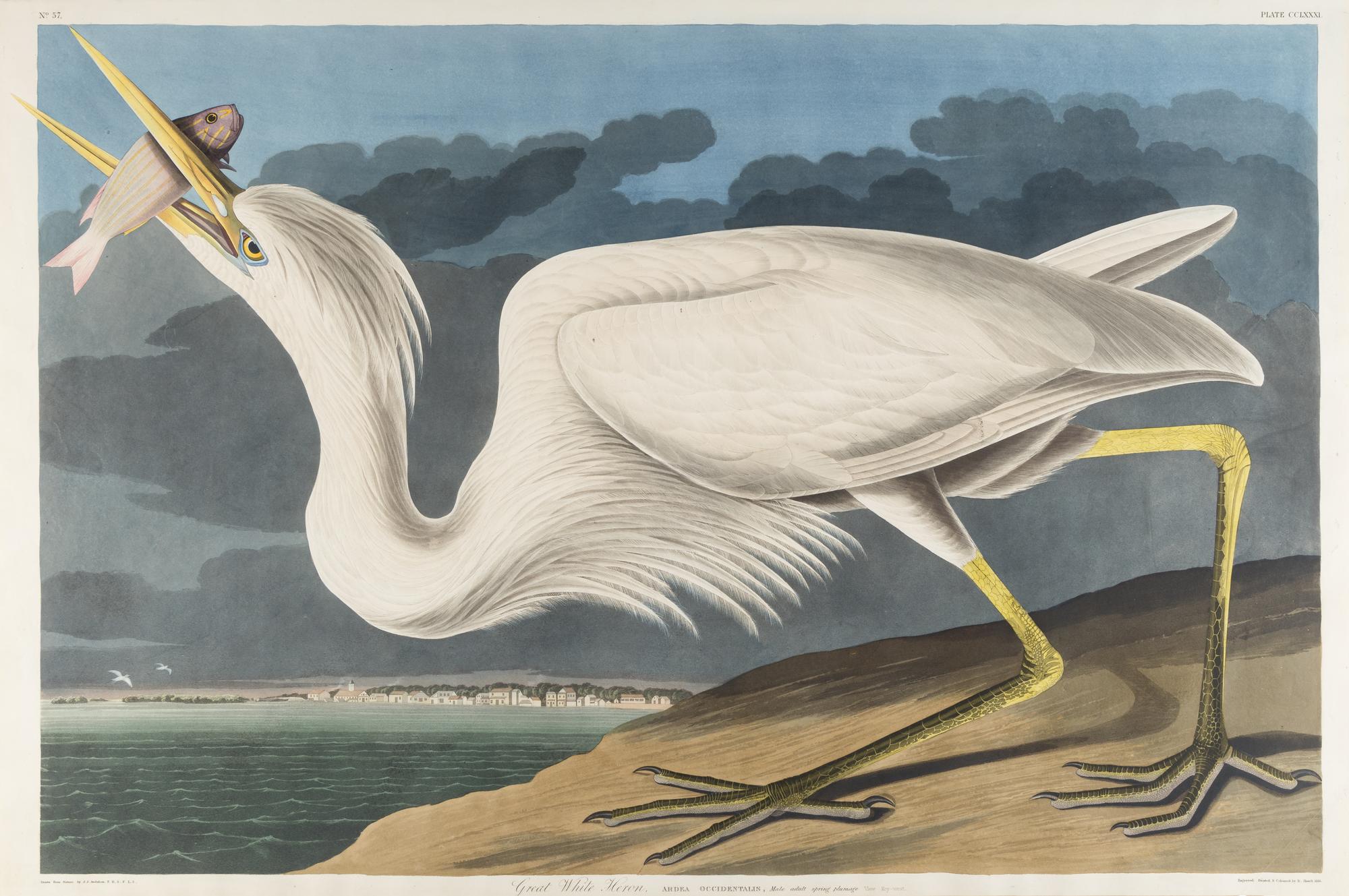 AUDUBON, John James (1785-1851) Great White Heron (Plate CCLXXI) Ardea herodius