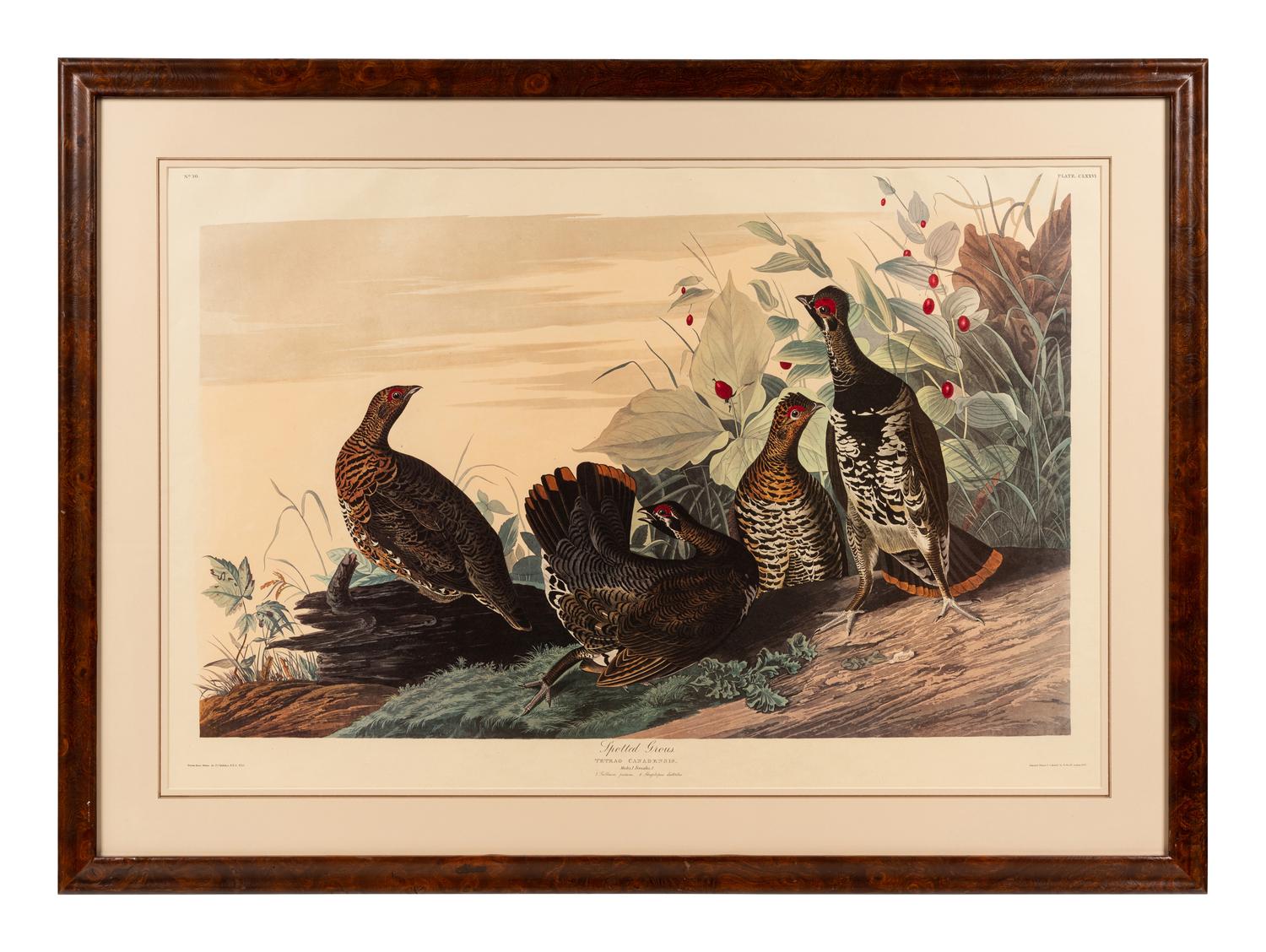 AUDUBON, John James (1785-1851), after Red-breasted Morganser (Plate CCCCI). Mergus Serrator . -- Common or Virginian Deer (Plate CXXXVI). Cervus Virginianus . -- The Jaguar (Plate CI). Felis Onca .--Spotted Grous (Plate CLXXVI). Tetrao Canadensis . -- Raccoon (Plate LXI). Procyon Lotor .