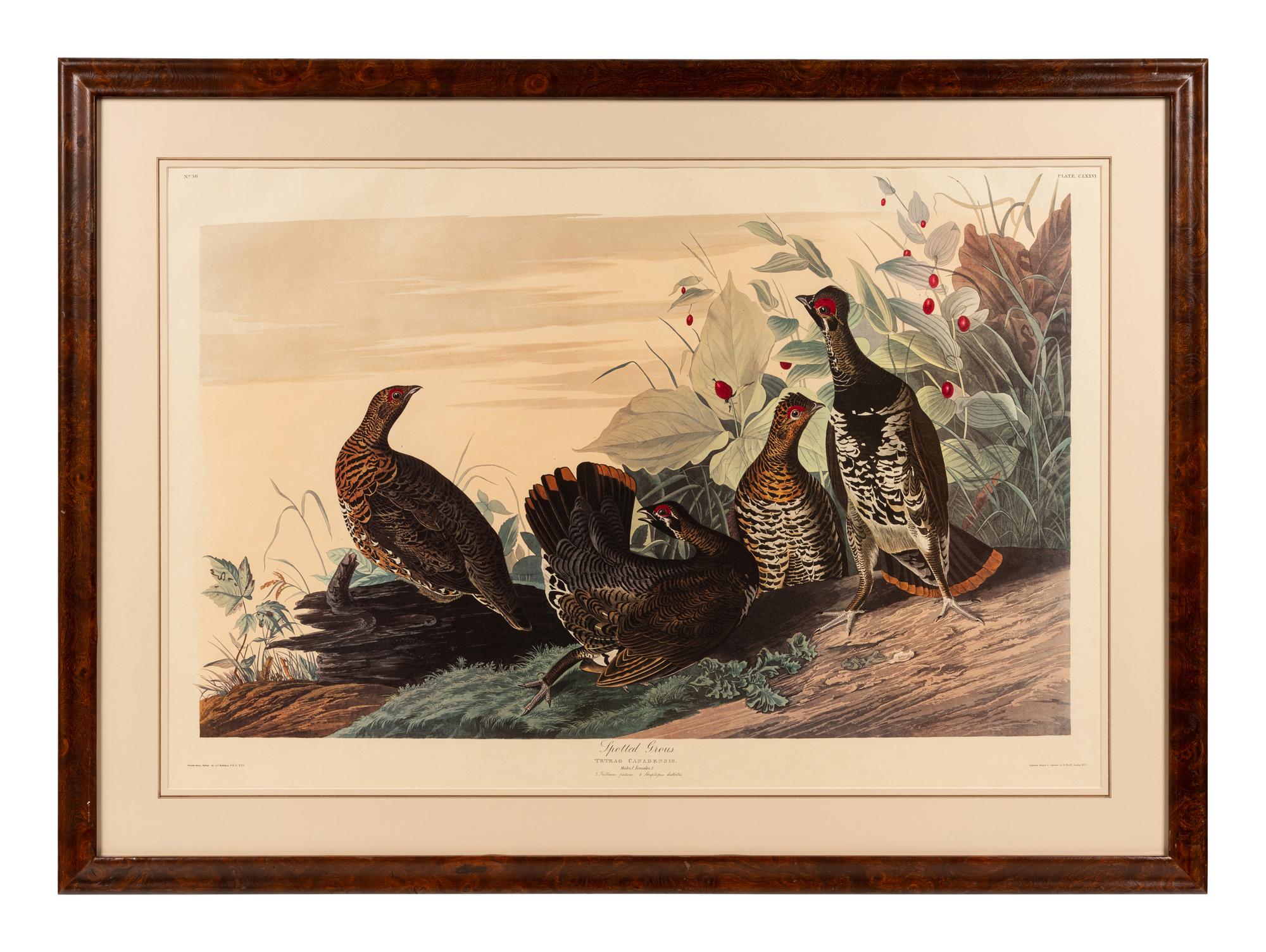 AUDUBON, John James (1785-1851), after Red-breasted Morganser (Plate CCCCI). Mergus Serrator . -- Common or Virginian Deer (Plate CXXXVI). Cervus Virginianus . -- The Jaguar (Plate CI). Felis Onca .--Spotted Grous (Plate CLXXVI). Tetrao Canadensis . -- Raccoon (Plate LXI). Procyon Lotor .