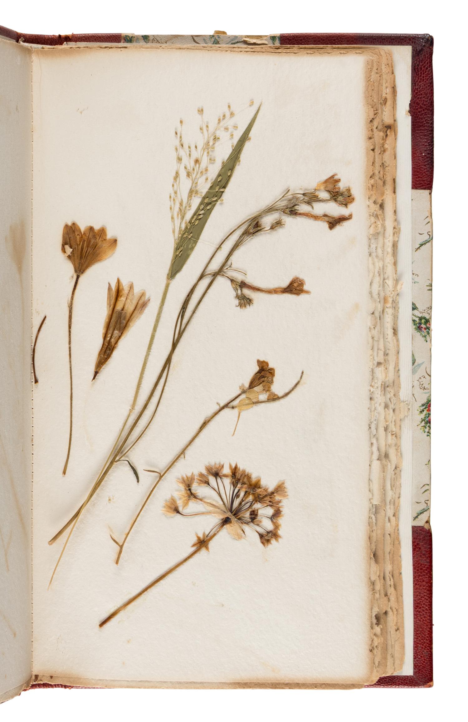[Specimen Album]. "Yosemite Wild Flowers." Yosemite, 1897.