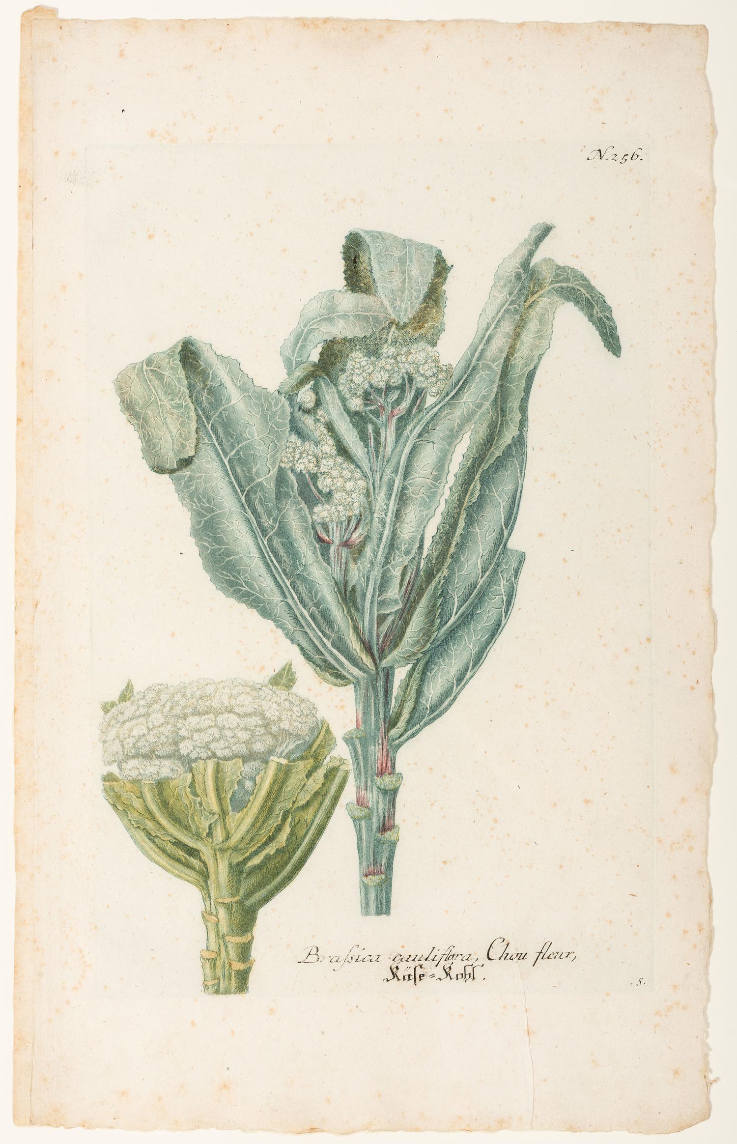 Nine Vegetable Aquatints