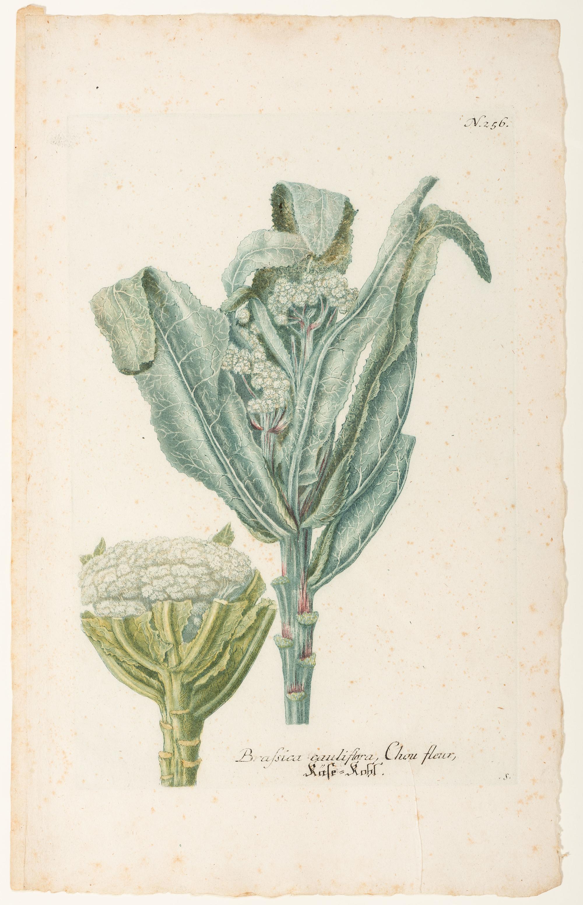 Nine Vegetable Aquatints