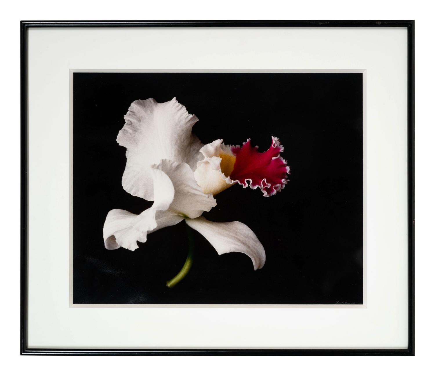 White Orchid One and Untitled (A Pair of Works)