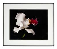 White Orchid One and Untitled (A Pair of Works)