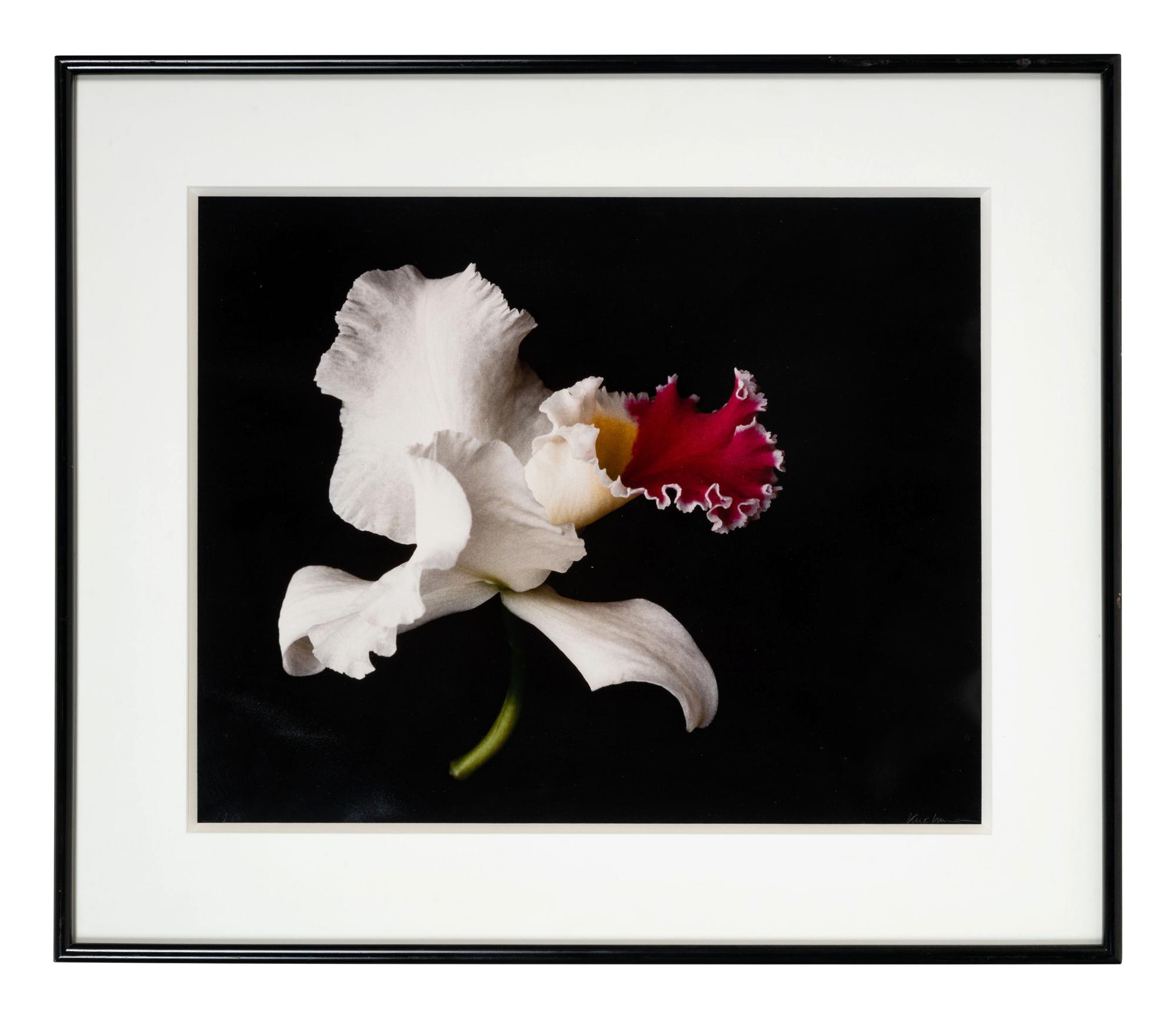 White Orchid One and Untitled (A Pair of Works)