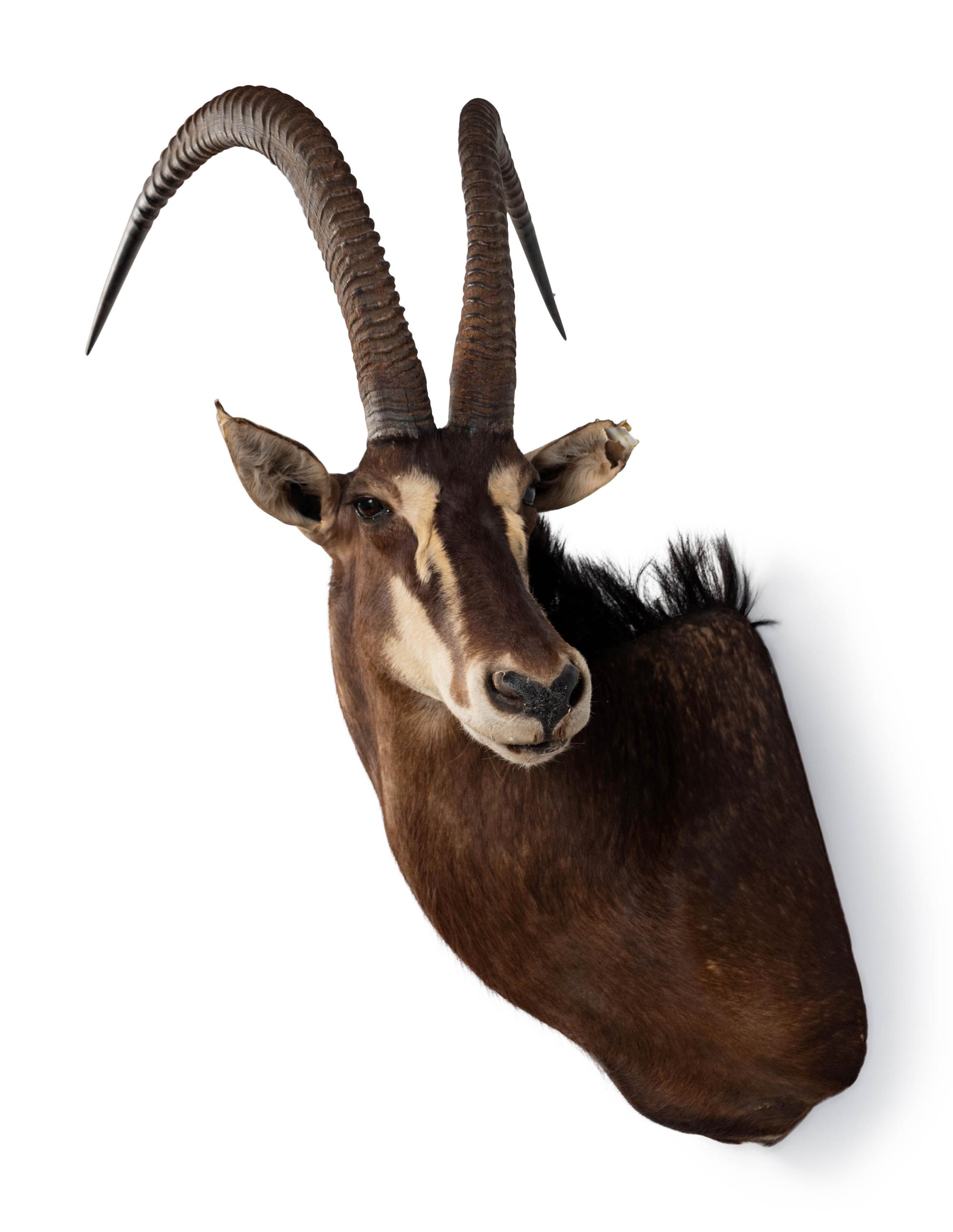 A Shoulder Mount Taxidermy Sable Antelope