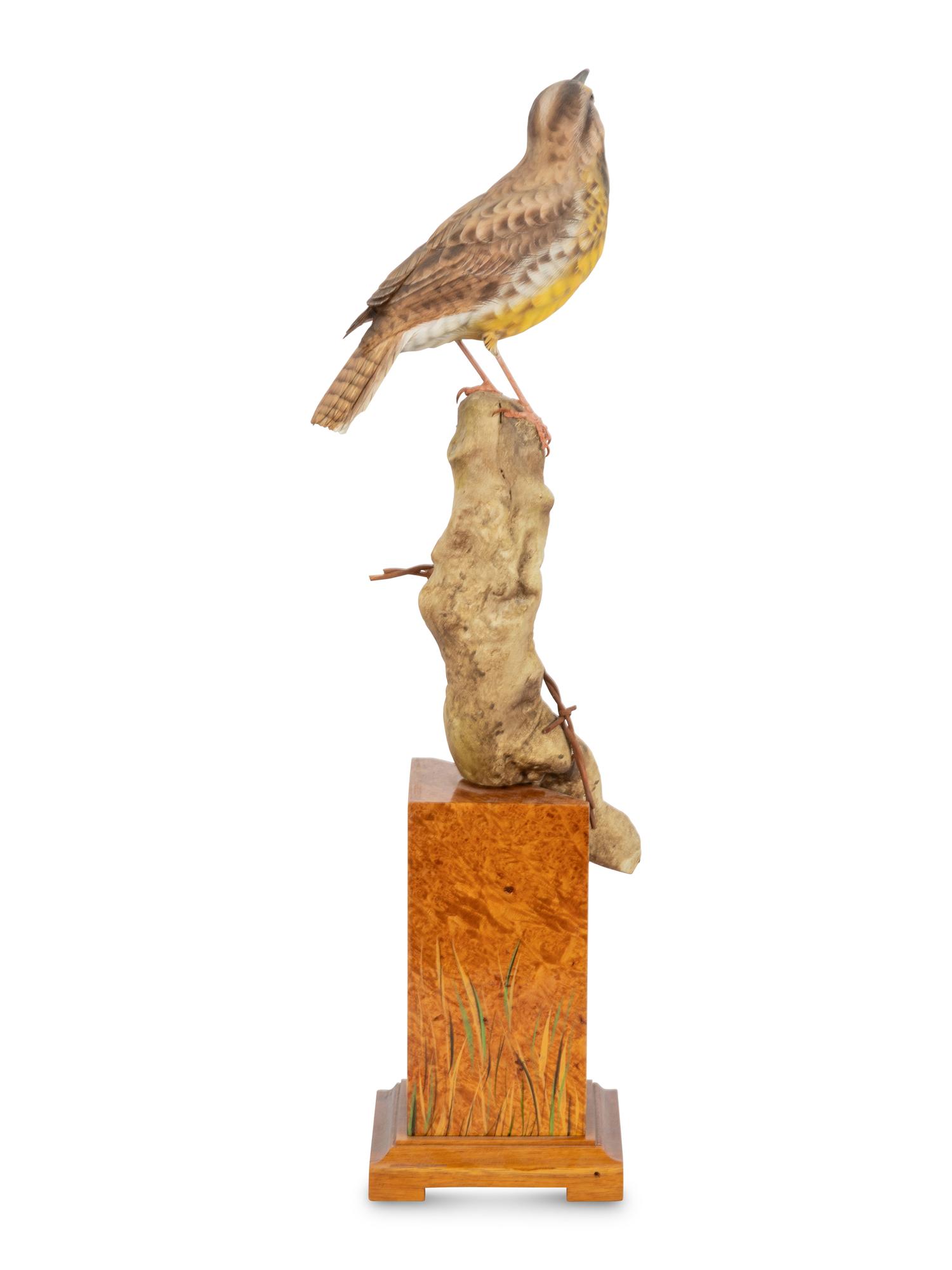 Western Meadowlark , 2004