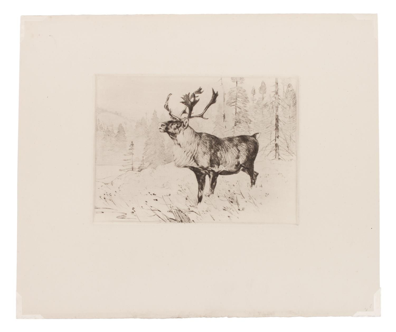 A Woodland Stag