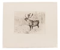 A Woodland Stag