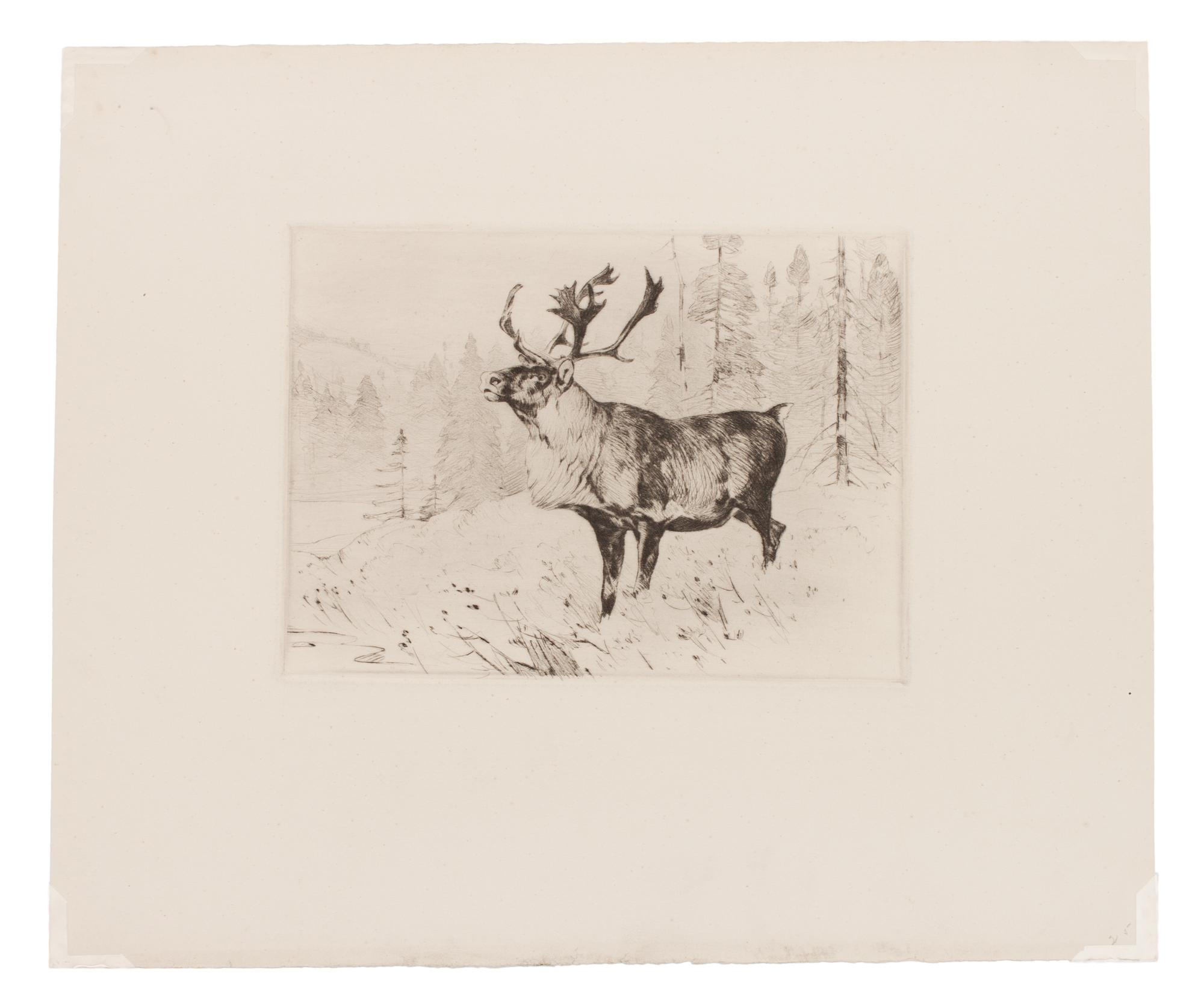A Woodland Stag