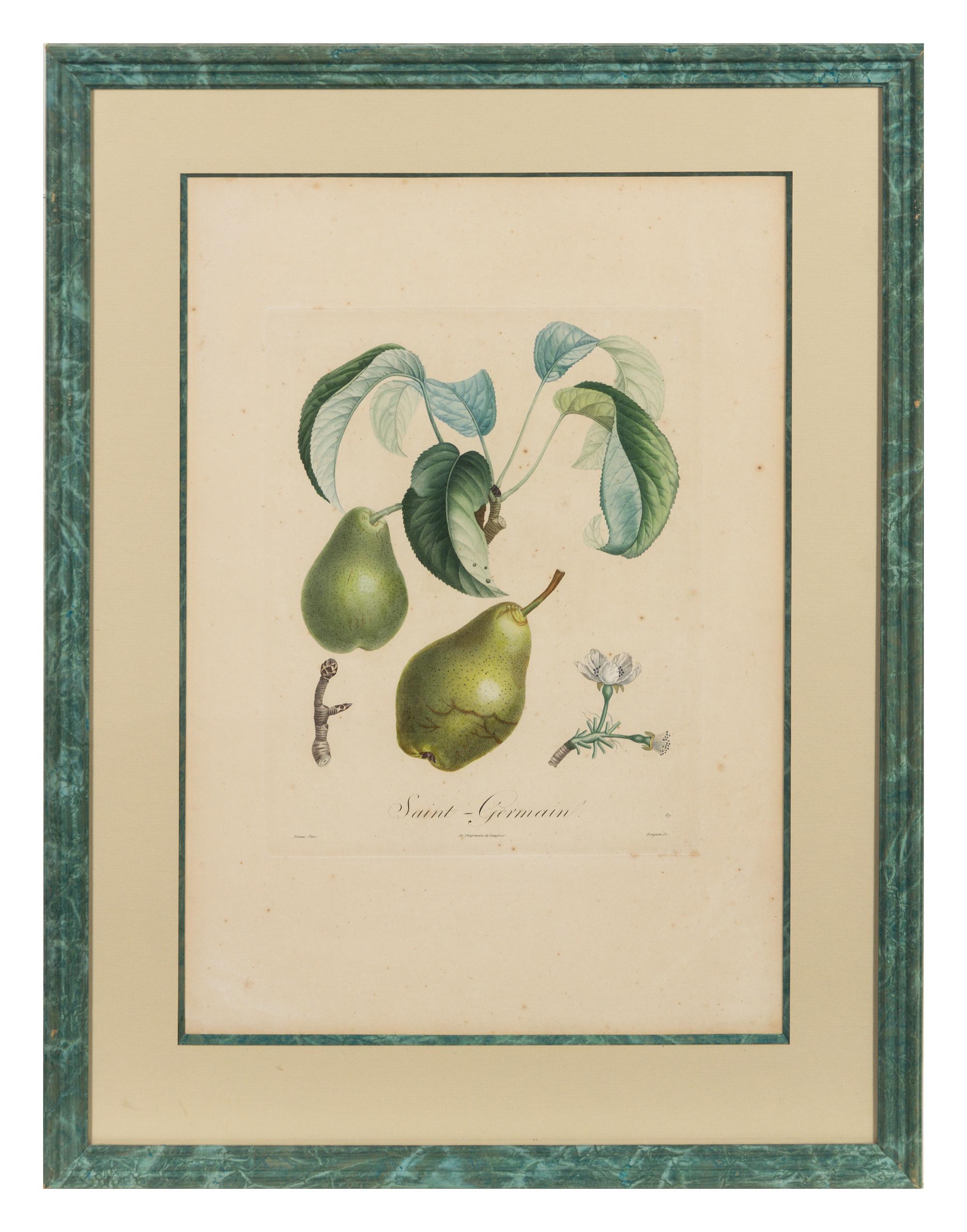 A Set of Six Botanical Prints 19 x 12 1/2 inches. — 19TH CENTURY