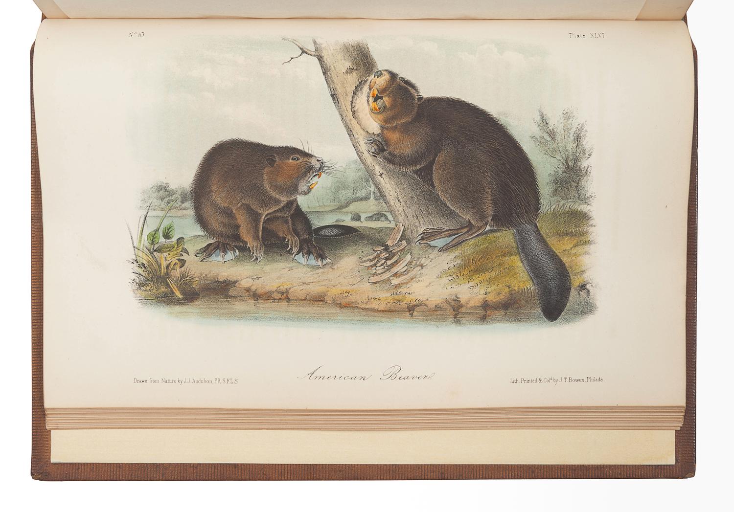 AUDUBON, John James (1785-1851). The Birds of America, from Drawings Made in the United States and their Territories . New York: J.J. Audubon; Philadelphia: J.B. Chevalier, [1839-] 1840-1844. -- AUDUBON, John James and John BACHMAN (1790-1874). The Quadrupeds of North America . New York: V.G. Audubon, 1849-1854.