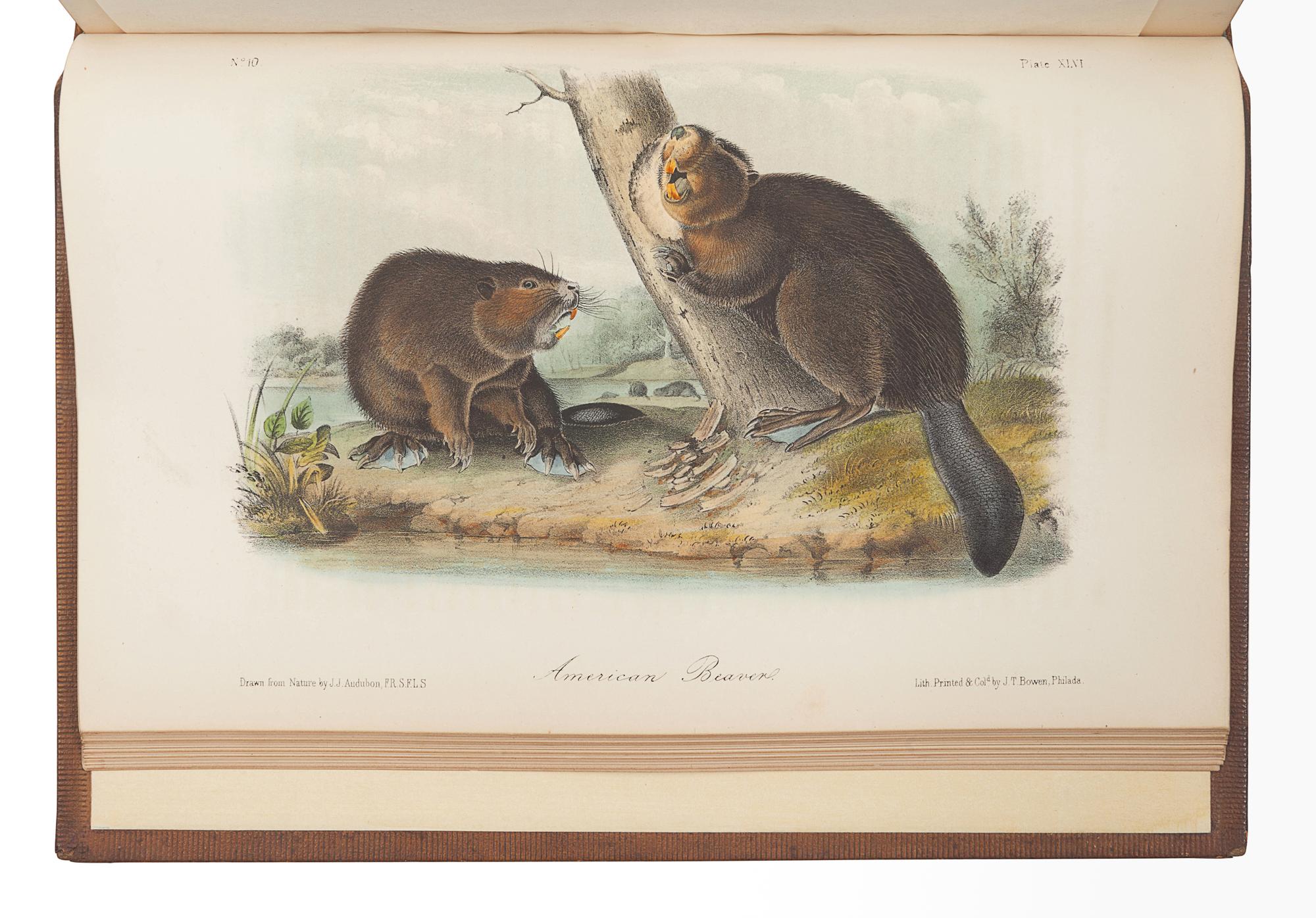 AUDUBON, John James (1785-1851). The Birds of America, from Drawings Made in the United States and their Territories . New York: J.J. Audubon; Philadelphia: J.B. Chevalier, [1839-] 1840-1844. -- AUDUBON, John James and John BACHMAN (1790-1874). The Quadrupeds of North America . New York: V.G. Audubon, 1849-1854.