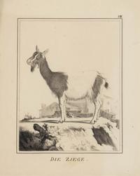 A Set of Nine Framed German Zoological Engravings