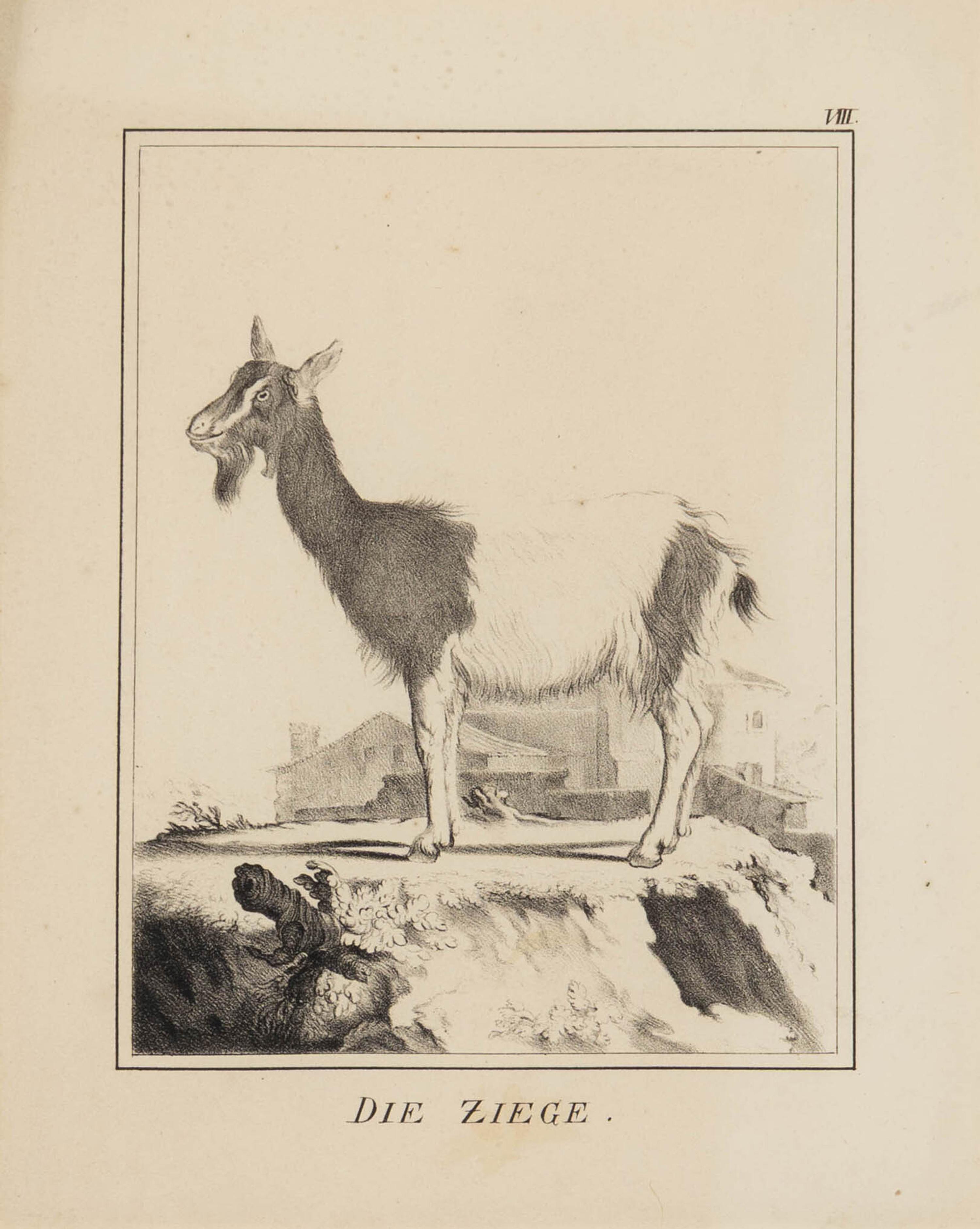 A Set of Nine Framed German Zoological Engravings