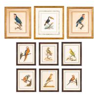 A Group of Nine Hand-Colored Engravings of Birds