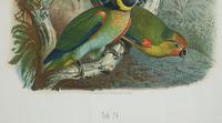 A Pair of Hand Colored Ornithological Engravings of Parrots — 19TH CENTURY