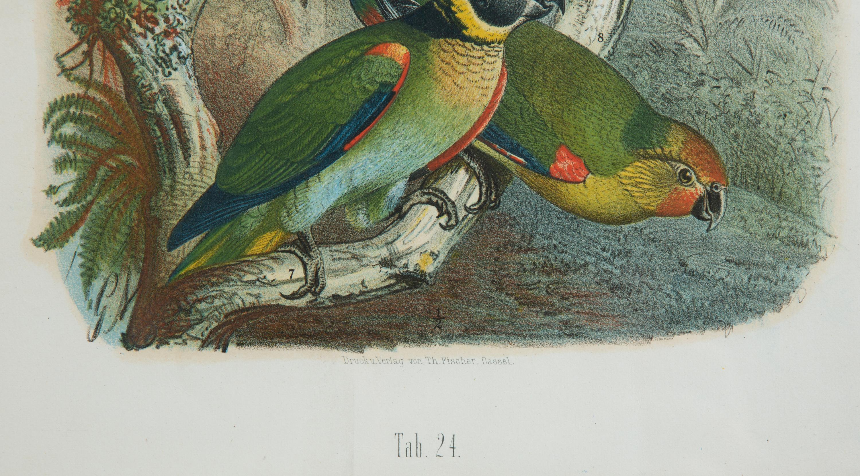 A Pair of Hand Colored Ornithological Engravings of Parrots — 19TH CENTURY
