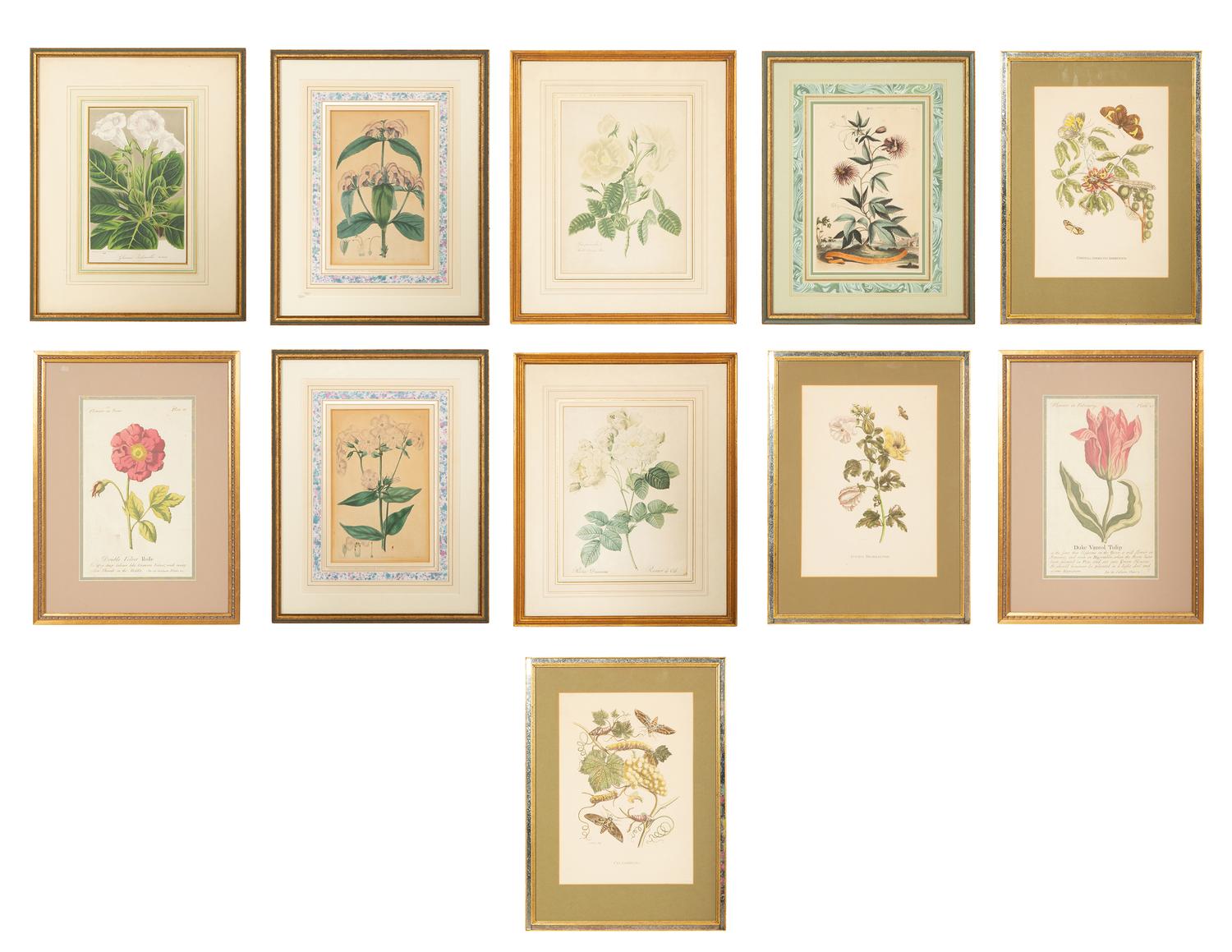 A Group of Eleven Miscellaneous Botanica Prints