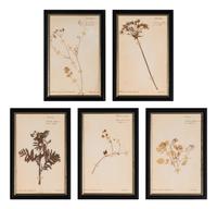 A Set of Forty-Six French Framed Botanical Specimens