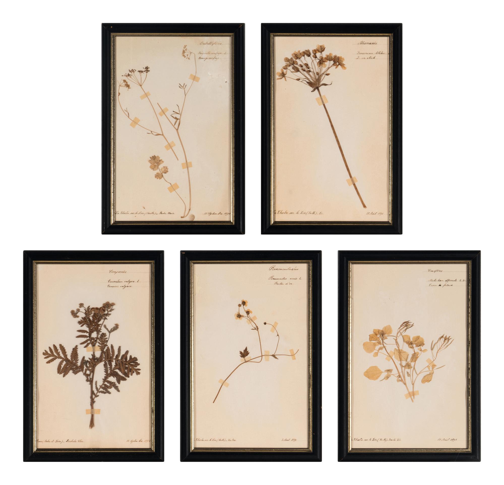 A Set of Forty-Six French Framed Botanical Specimens