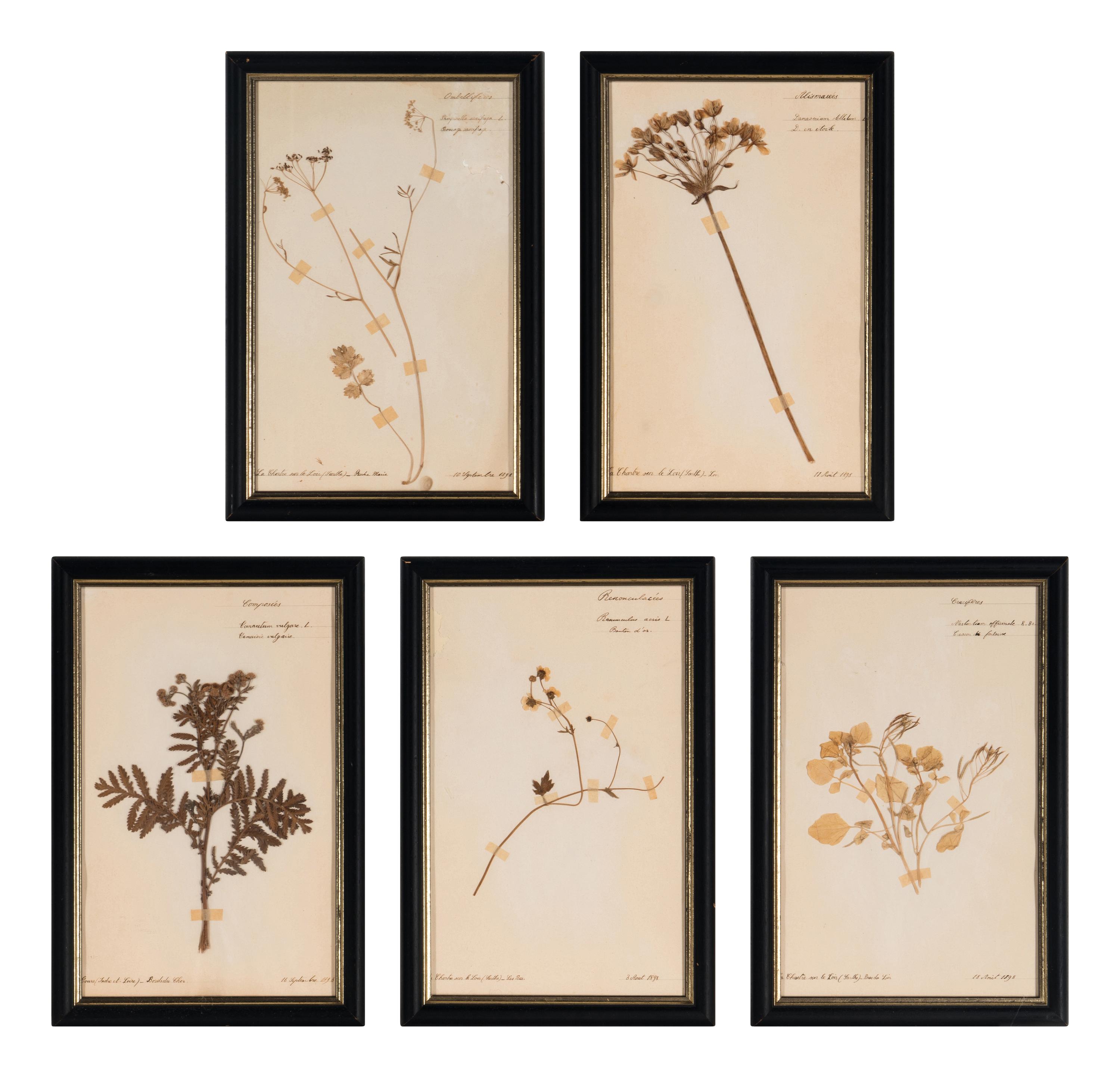 A Set of Forty-Six French Framed Botanical Specimens