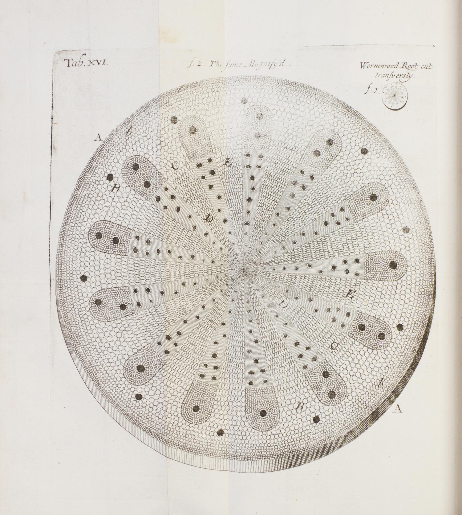 (BOTANY) GREW, NEHEMIAH. The Anatomy of Plants. London, 1682. First edition.
